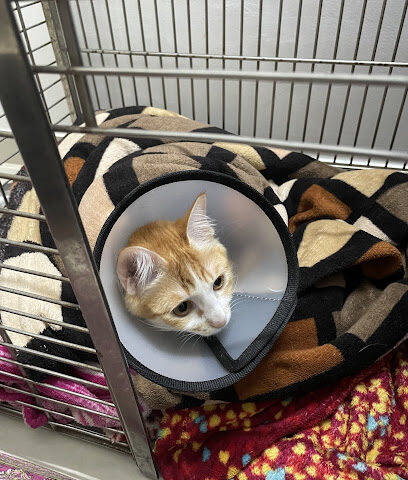 Addus Pet Care Clinic